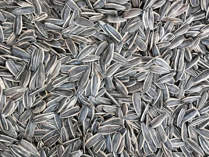 بهترین راه برای نگهداری دانه‌های آفتابگردان چیست؟
