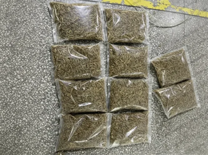 Packaged mealworm